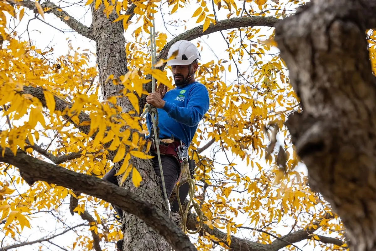 Skilled Tree Planing crew working in Ironton